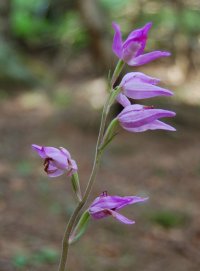 Red helleborine cephalanthera rubra